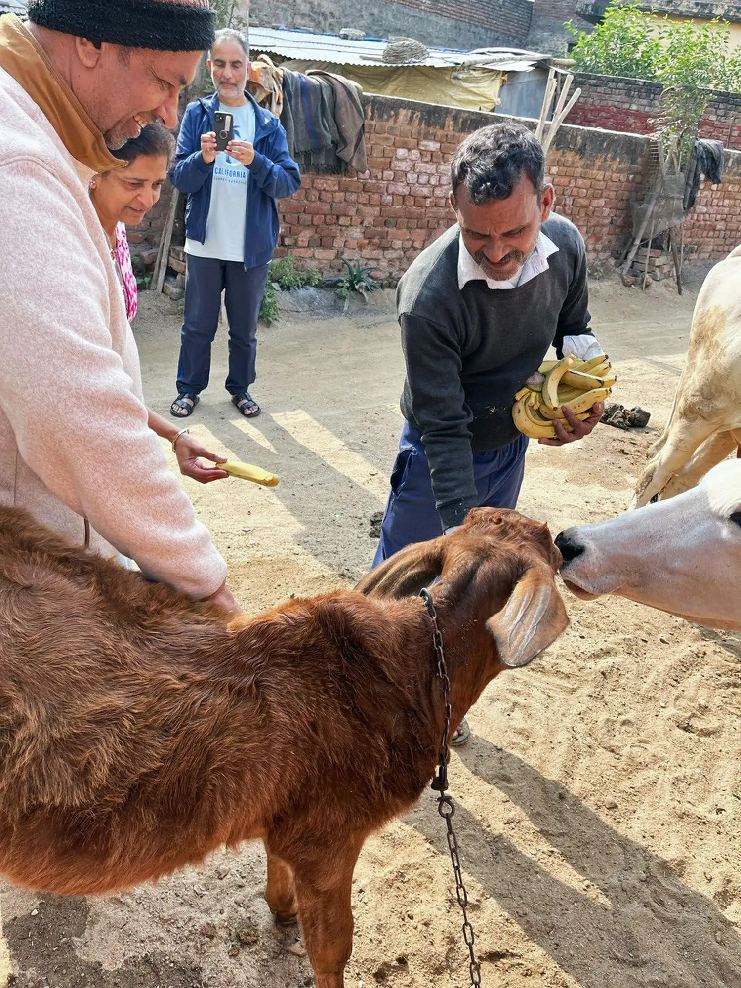 Go-Seva benefits by Govardhan Institute - Vrindavan